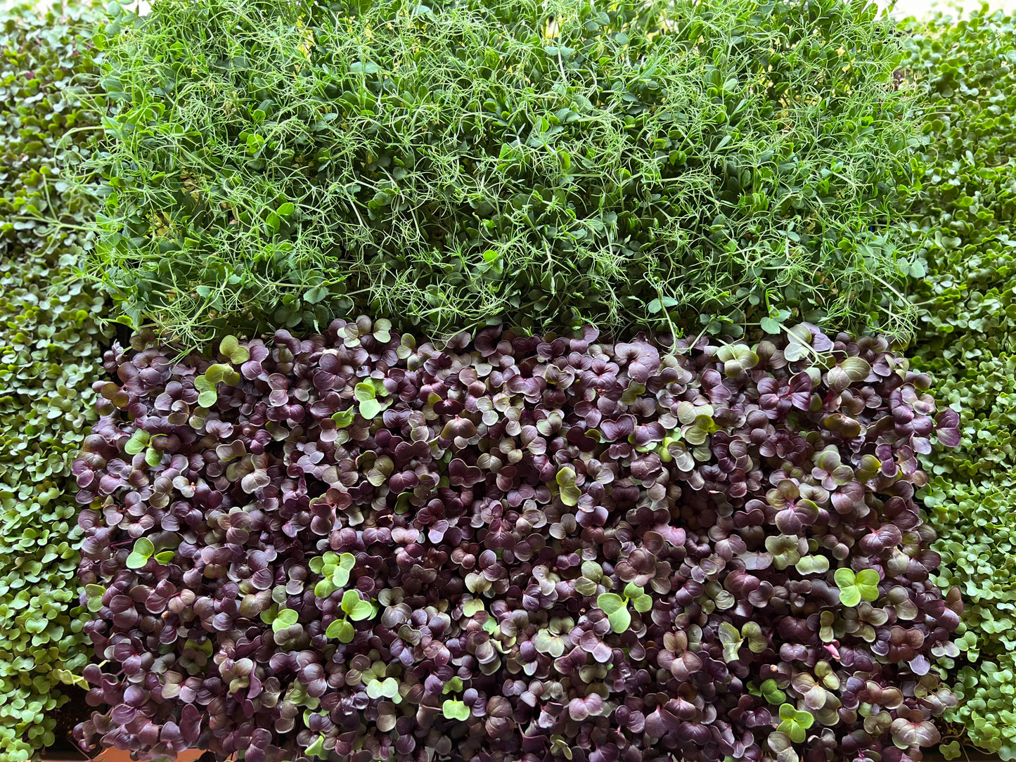 Grower's Choice Variety Pack