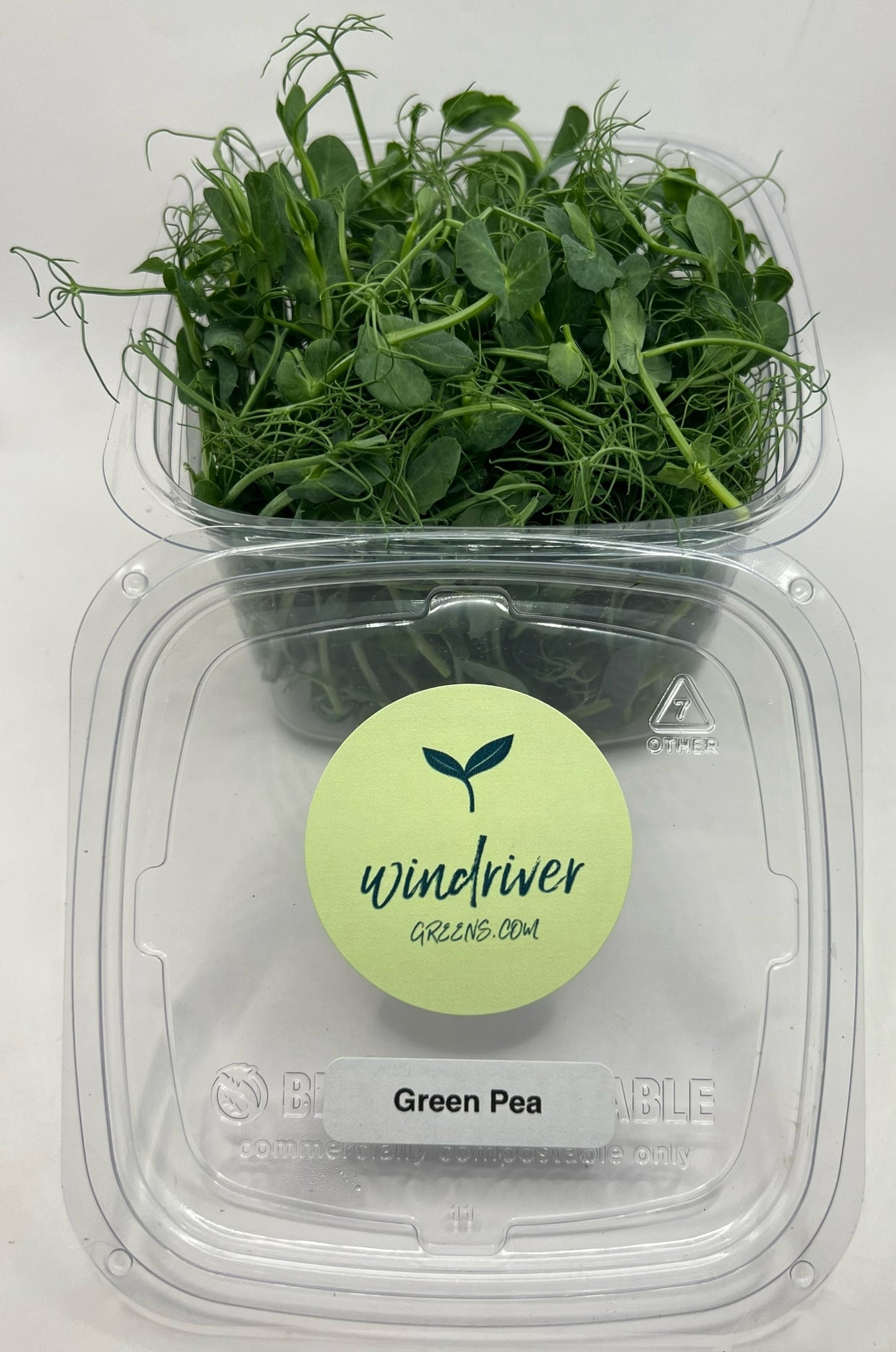 Green Pea Microgreens