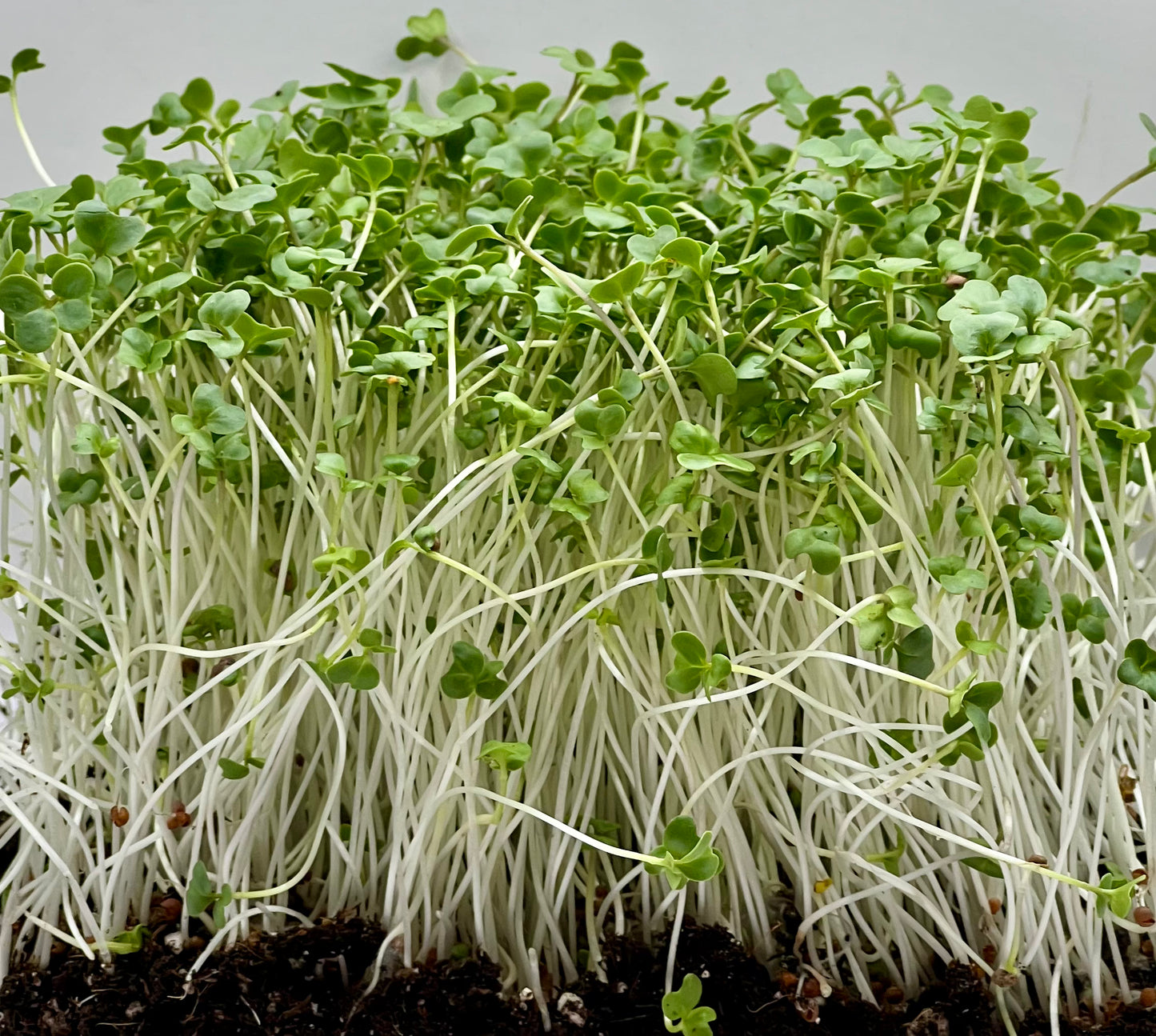 Broccoli Microgreens
