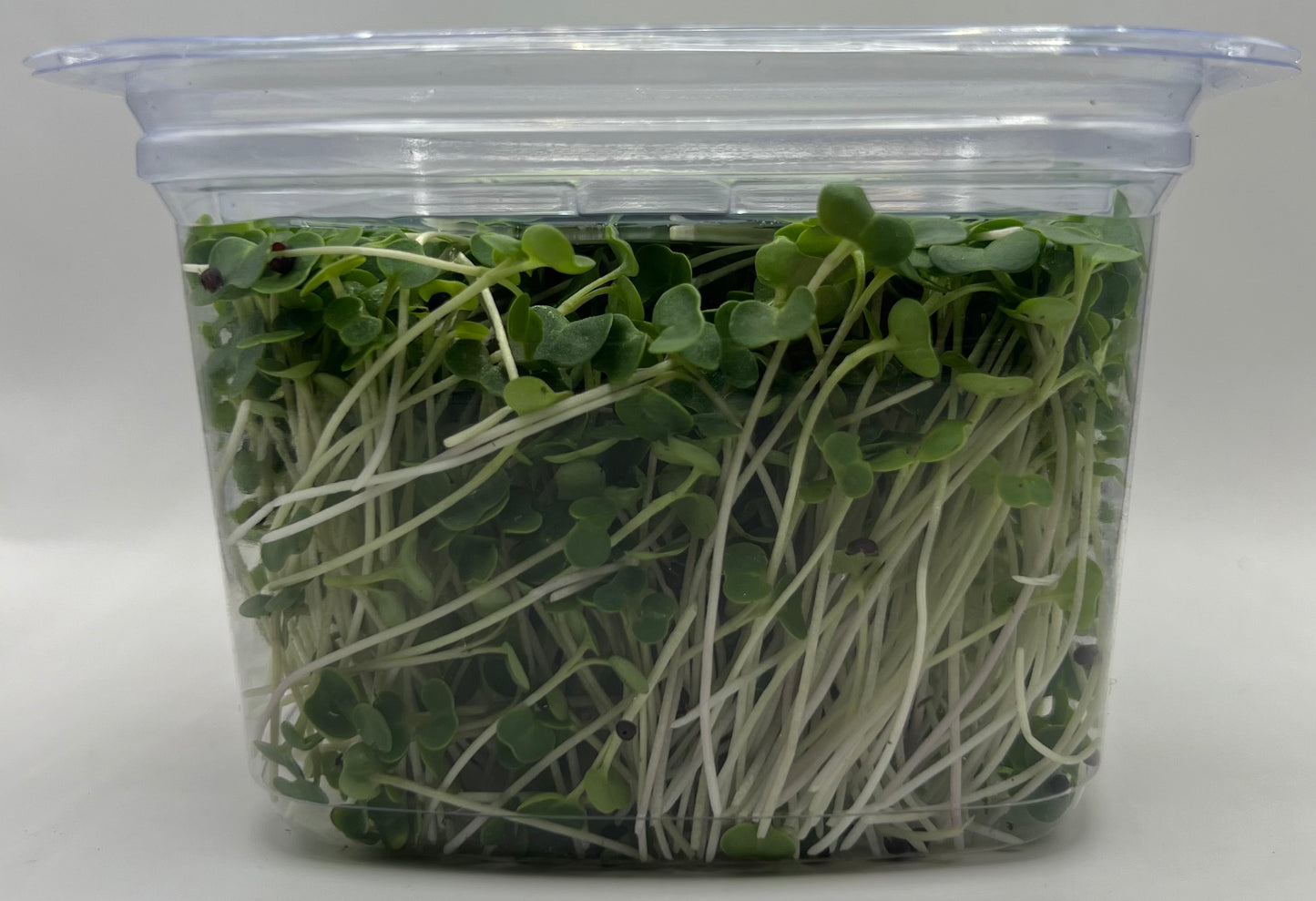 White Russian Kale