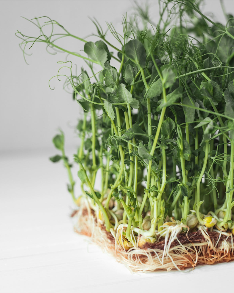 Green Pea Microgreens