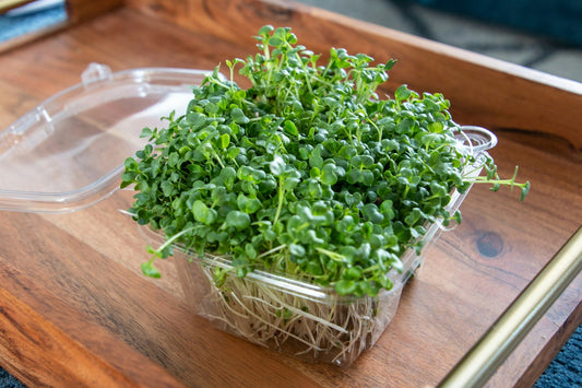 How to Grow Broccoli Microgreens: The Sulforaphane Superfood