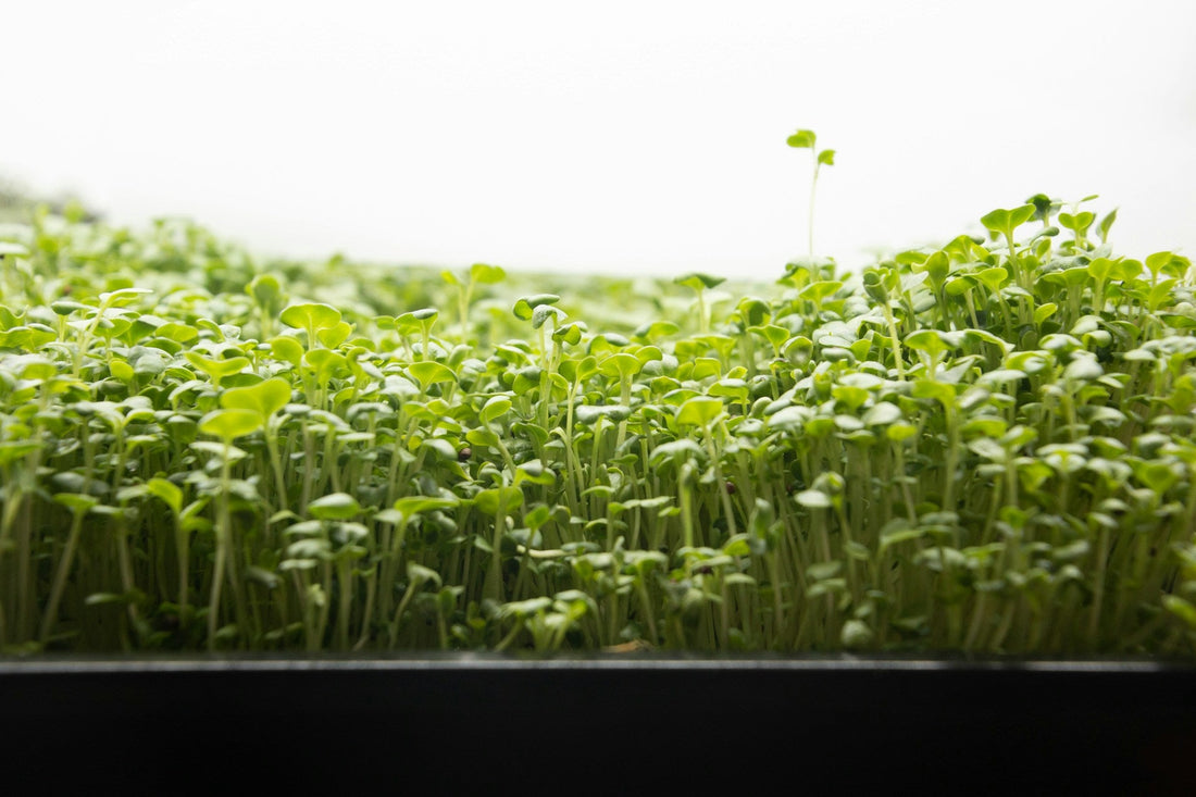 8 Best Microgreen Growing Kits for Beginners (2026 Guide)