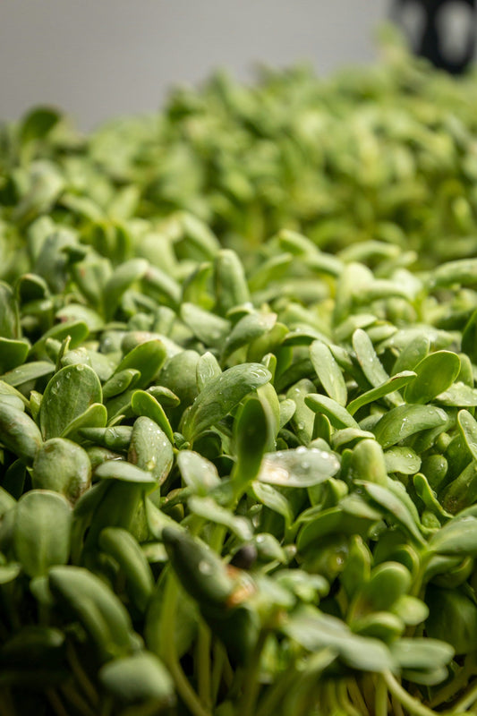 The Complete Guide to Sunflower Microgreens