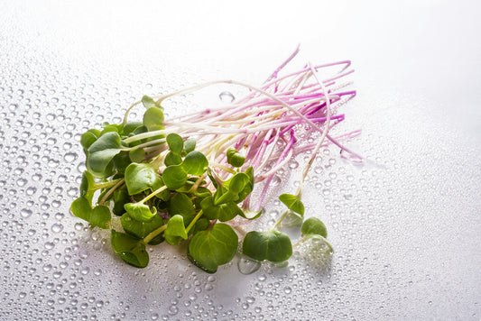 How to Grow Radish Microgreens: The Fastest Variety You Can Grow