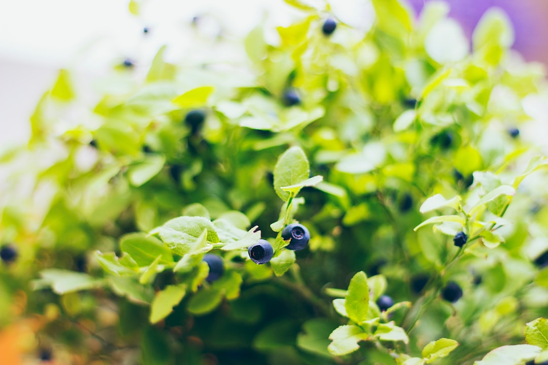 Freshly baked blueberry muffins topped with colorful microgreens on cooling rack