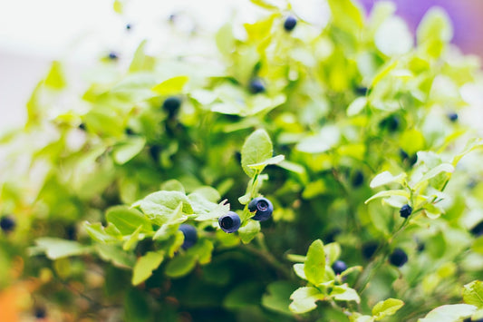 Freshly baked blueberry muffins topped with colorful microgreens on cooling rack