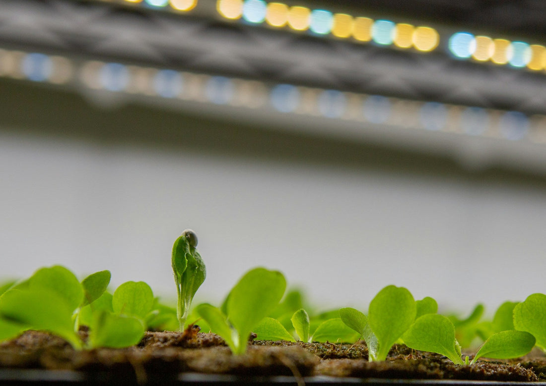 7 Best Grow Lights for Microgreens in 2026 (Tested and Reviewed)