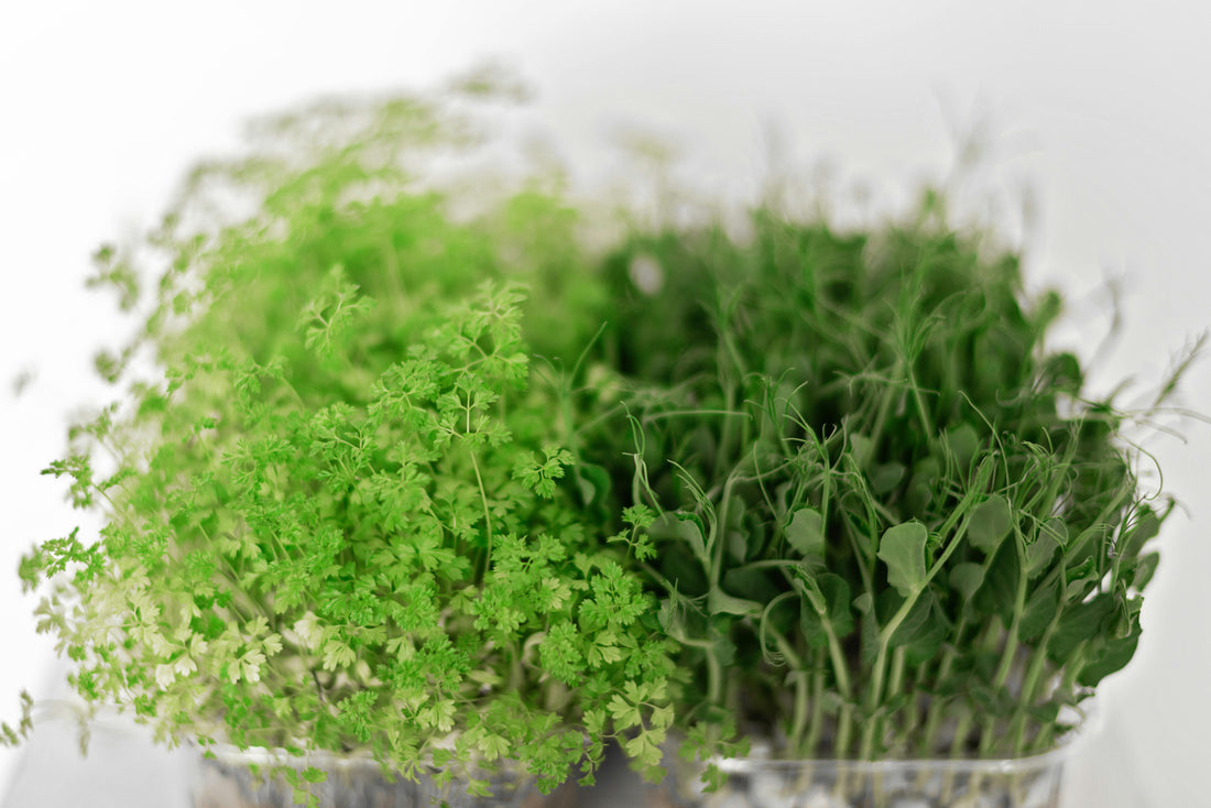 15 Best Microgreens to Grow for Beginners (Ranked by Difficulty)