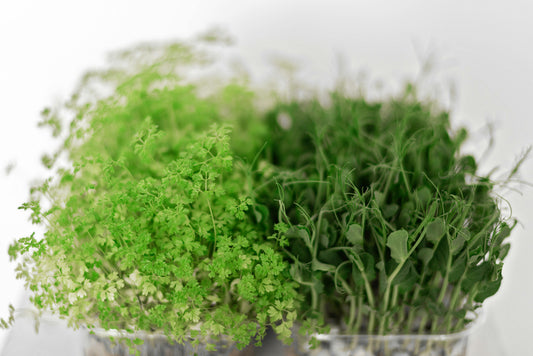 15 Best Microgreens to Grow for Beginners (Ranked by Difficulty)