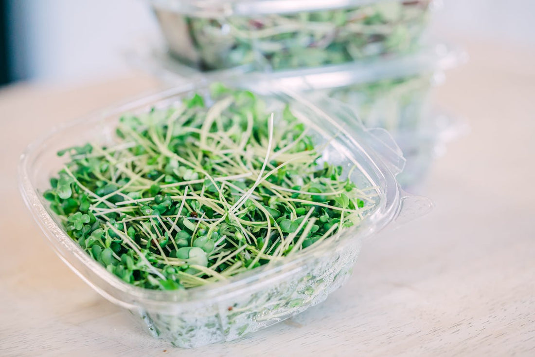 How Long Do Microgreens Last? Storage Tips That Actually Work