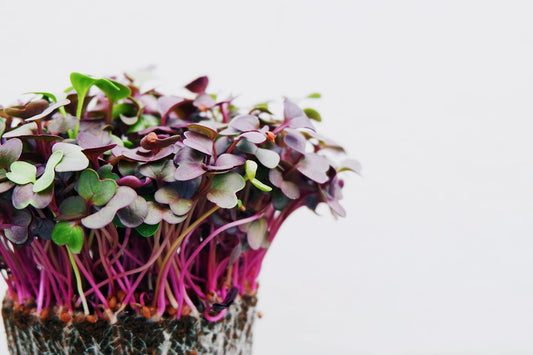 Fresh arugula microgreens and baby arugula leaves side by side on white background
