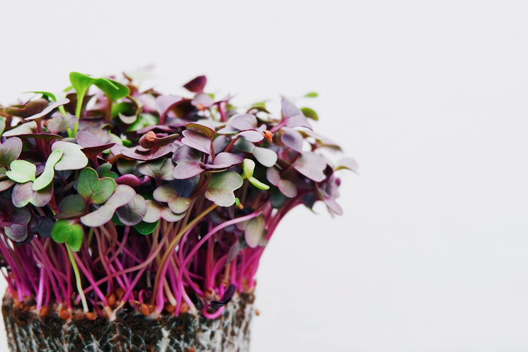 Fresh arugula microgreens and baby arugula leaves side by side on white background