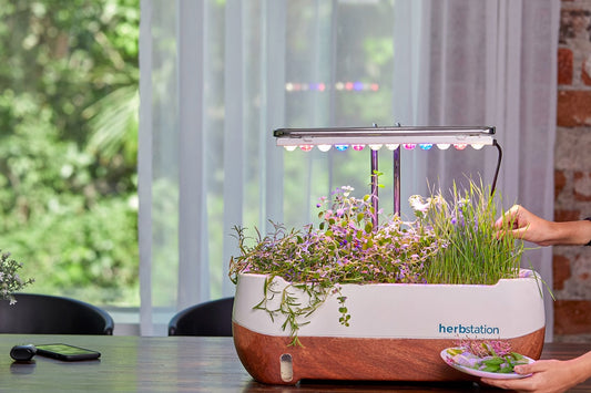 Indoor microgreens growing setup with LED lights and ventilation fan