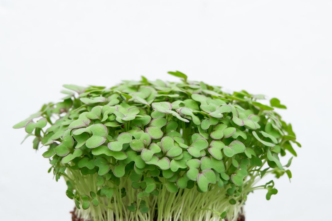Vibrant green radish microgreen chimichurri sauce in glass bowl with wooden spoon