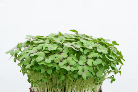 Vibrant green radish microgreen chimichurri sauce in glass bowl with wooden spoon
