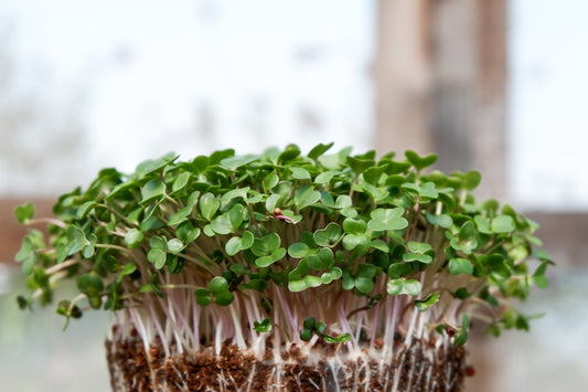 Microgreens trays on a sunny outdoor patio