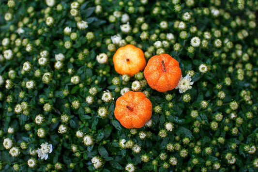 Fresh caprese salad with colorful microgreens, sliced mozzarella, and cherry tomatoes on white plate