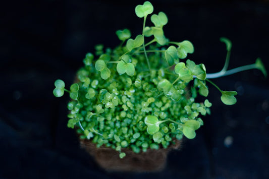 Healthy microgreens growing in trays showing proper growth conditions
