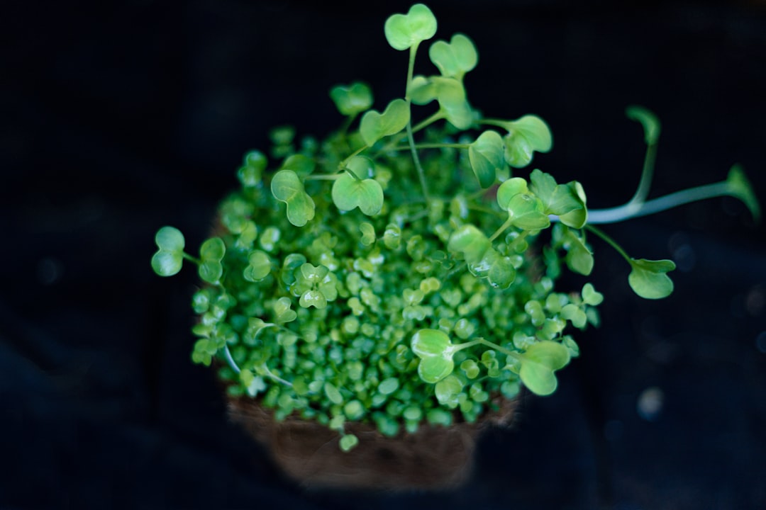 Healthy microgreens growing in trays showing proper growth conditions