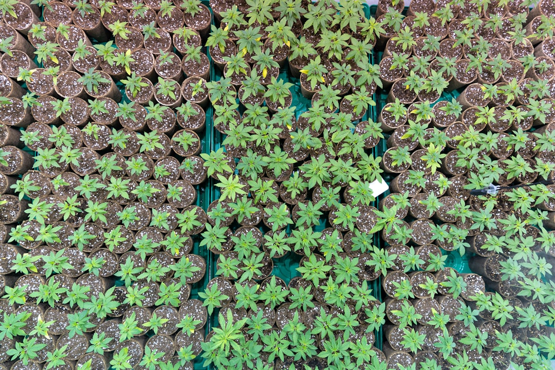 Various microgreen growing trays and containers arranged on a table