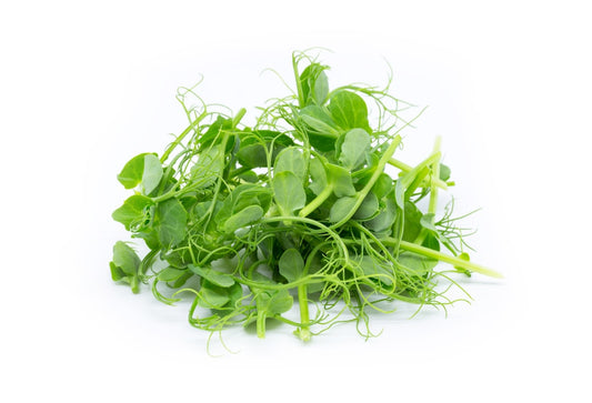 Colorful array of different microgreen varieties showing their nutritional diversity