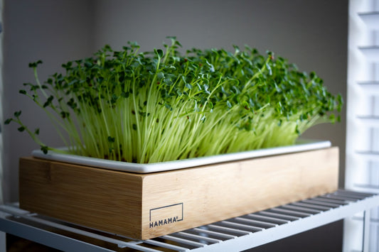 Spent microgreen trays and root mats ready for composting