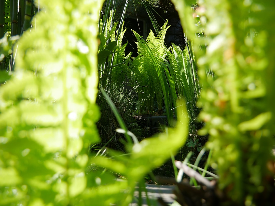 Microgreens growing on hydroponic mats without soil in growing trays