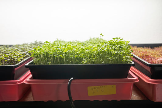 Indoor microgreen growing setup with trays and LED lights on kitchen counter