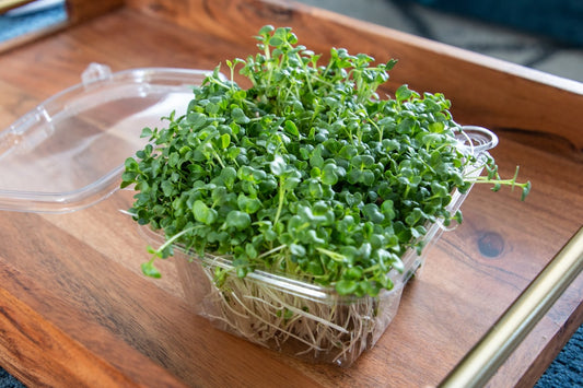 Fresh microgreen Caesar salad with homemade dressing and parmesan