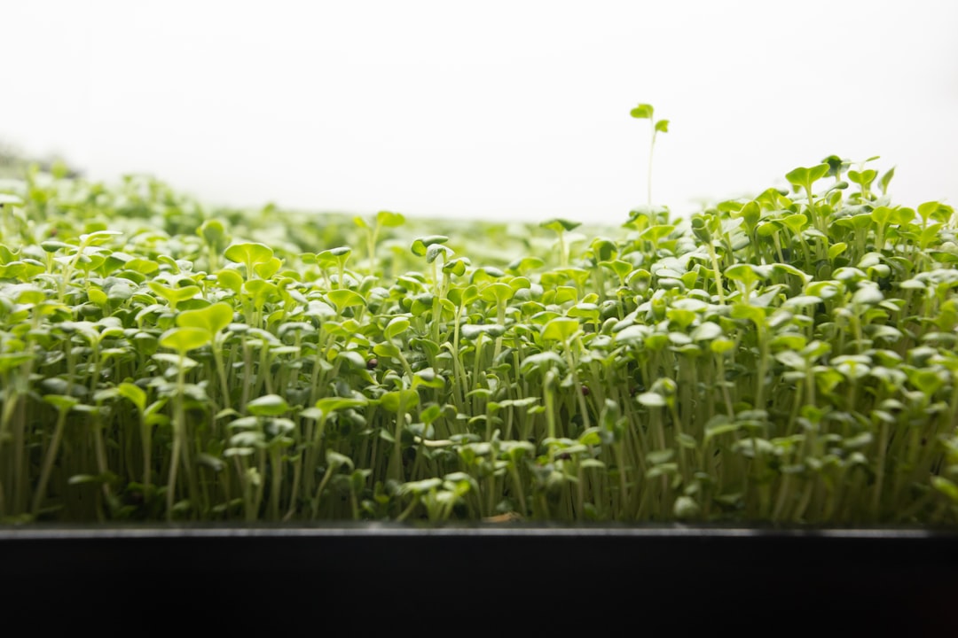 Fresh green detox juice in glass with broccoli microgreens garnish