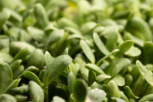 Vibrant green microgreen vinaigrette in glass jar with fresh microgreens scattered around