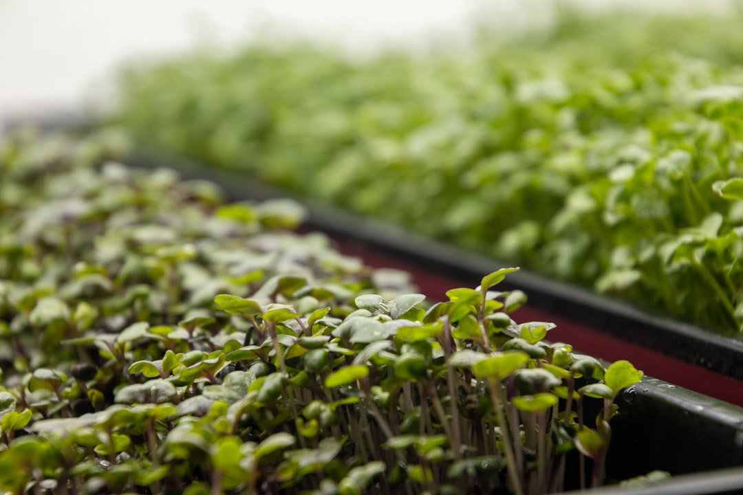 Fresh microgreens in a glass with green juice being poured