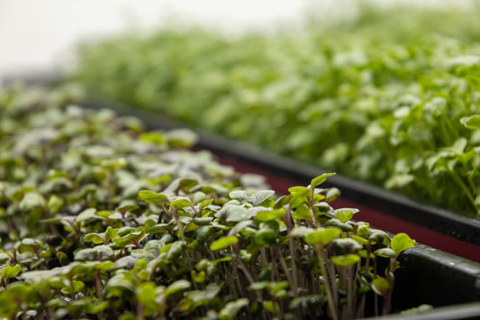 a bunch of plants that are in a box