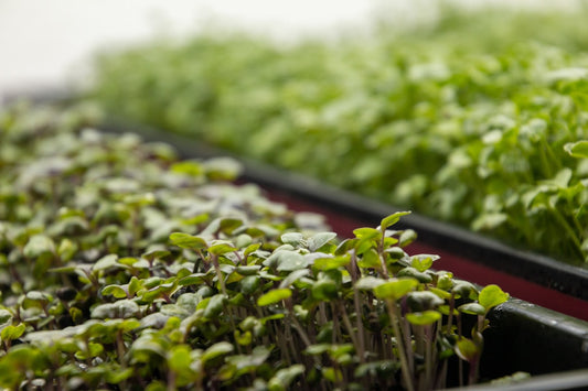 Fresh microgreens in a glass with green juice being poured