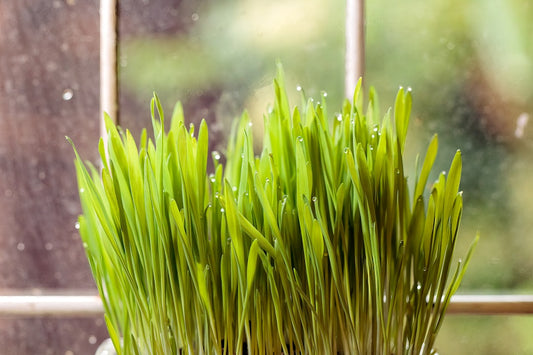 Microgreens growing in small trays on a sunny windowsill