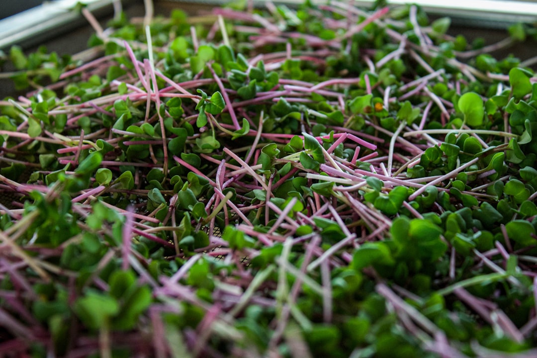 a bunch of sprouts sitting on top of a table