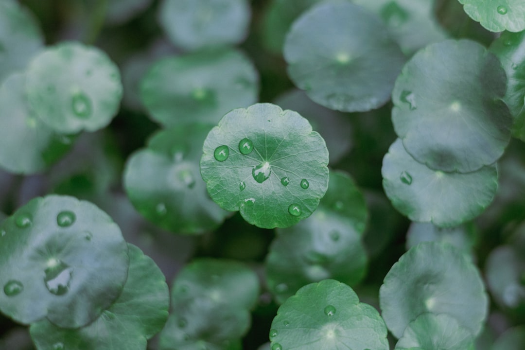 a group of green leaves with drops of water on them