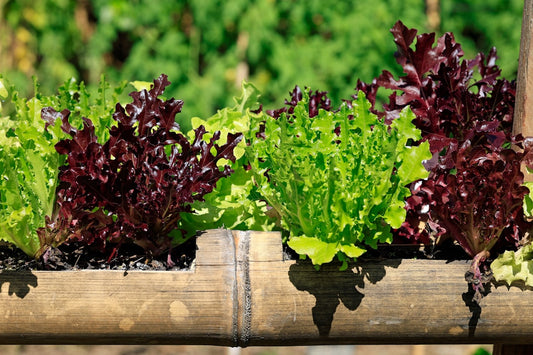 Fresh microgreens and lettuce leaves side by side showing nutritional comparison