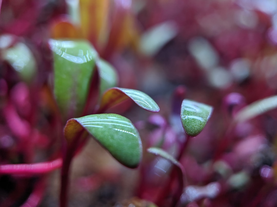 Colorful stuffed bell peppers topped with fresh microgreens on white plate