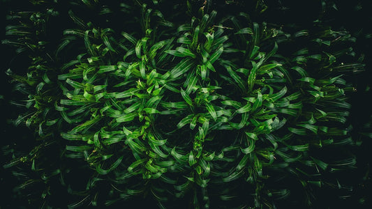 Fresh microgreens ready for harvest in growing trays