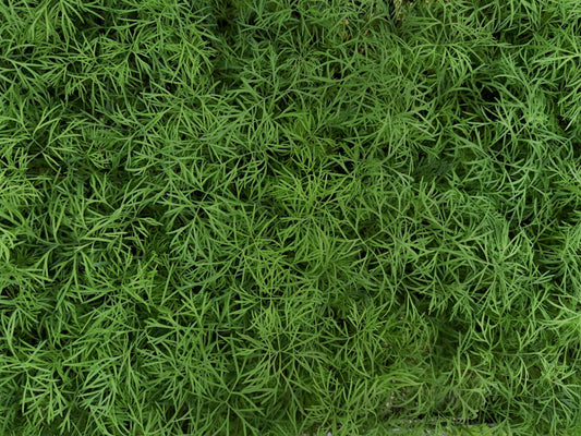 Fresh microgreens and wheatgrass side by side showing visual differences