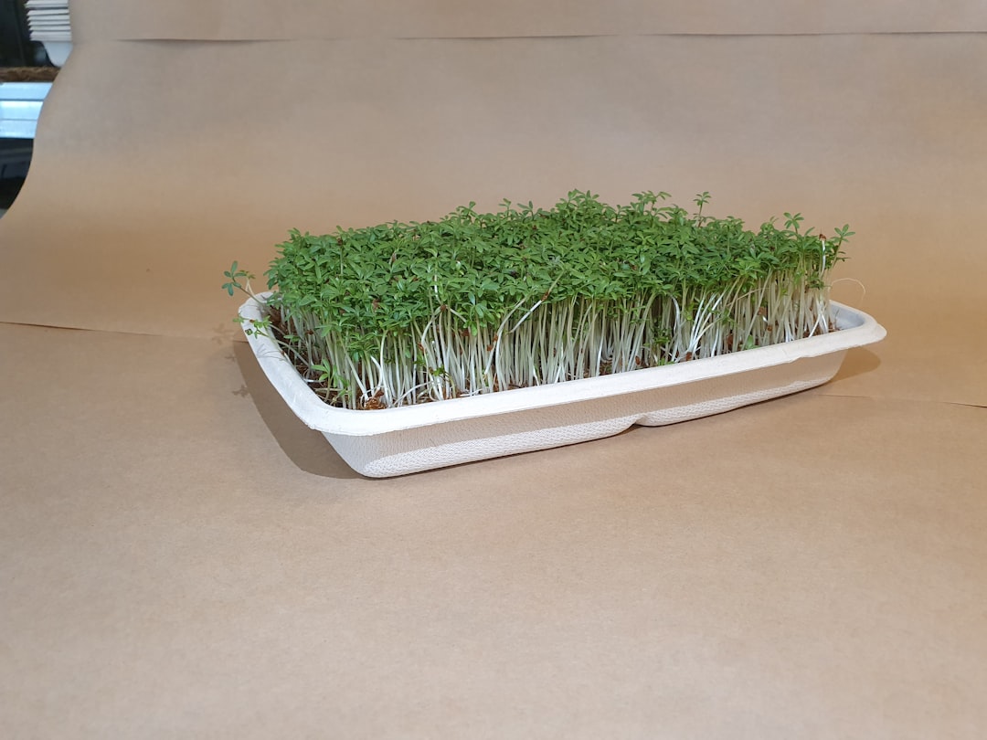 Fresh wheatgrass microgreens growing in trays on windowsill
