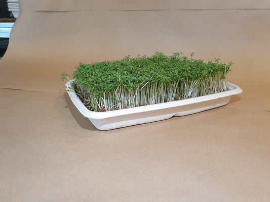 Fresh wheatgrass microgreens growing in trays on windowsill