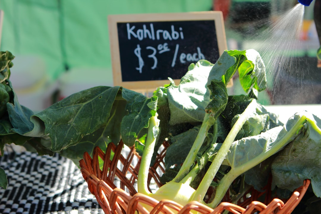 Fresh kohlrabi microgreens growing in a tray with their distinctive purple-green leaves