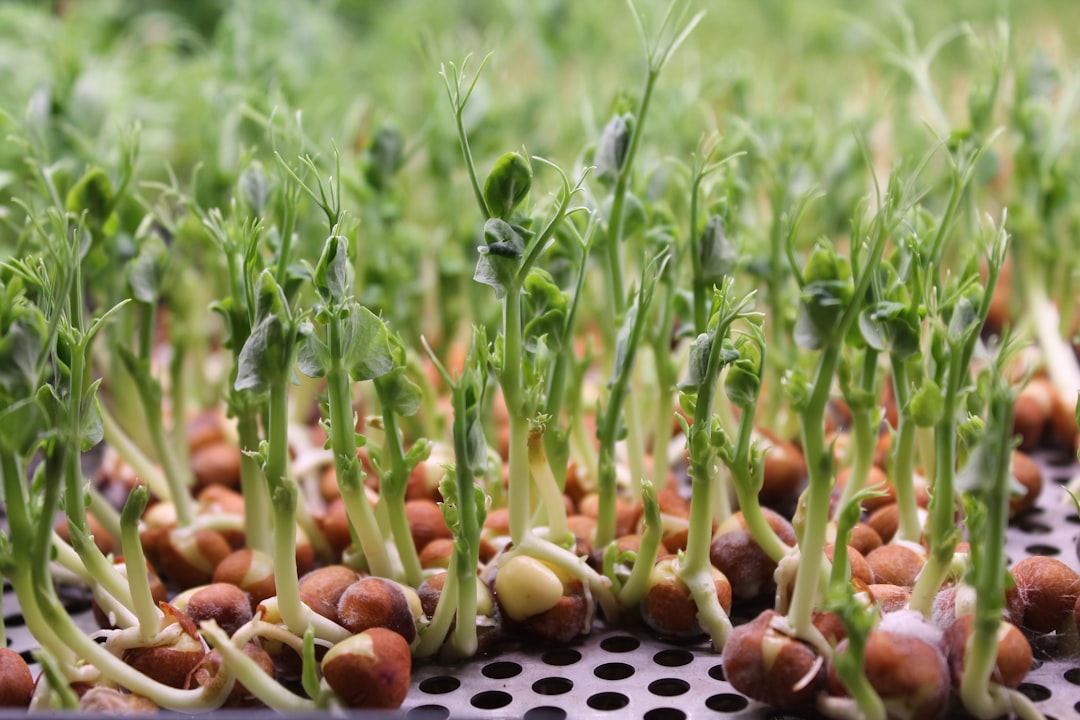 A close up of a bunch of small plants