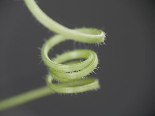 A close up of a green plant stem