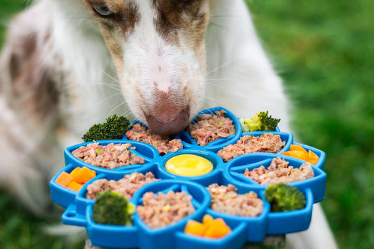 Happy dog sitting next to fresh microgreens in growing trays