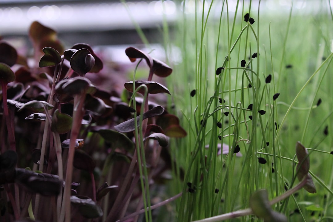 Two tall glasses of dark chocolate smoothie topped with sunflower microgreens on a wooden surface