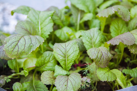 Fresh mustard microgreens with purple stems in growing tray
